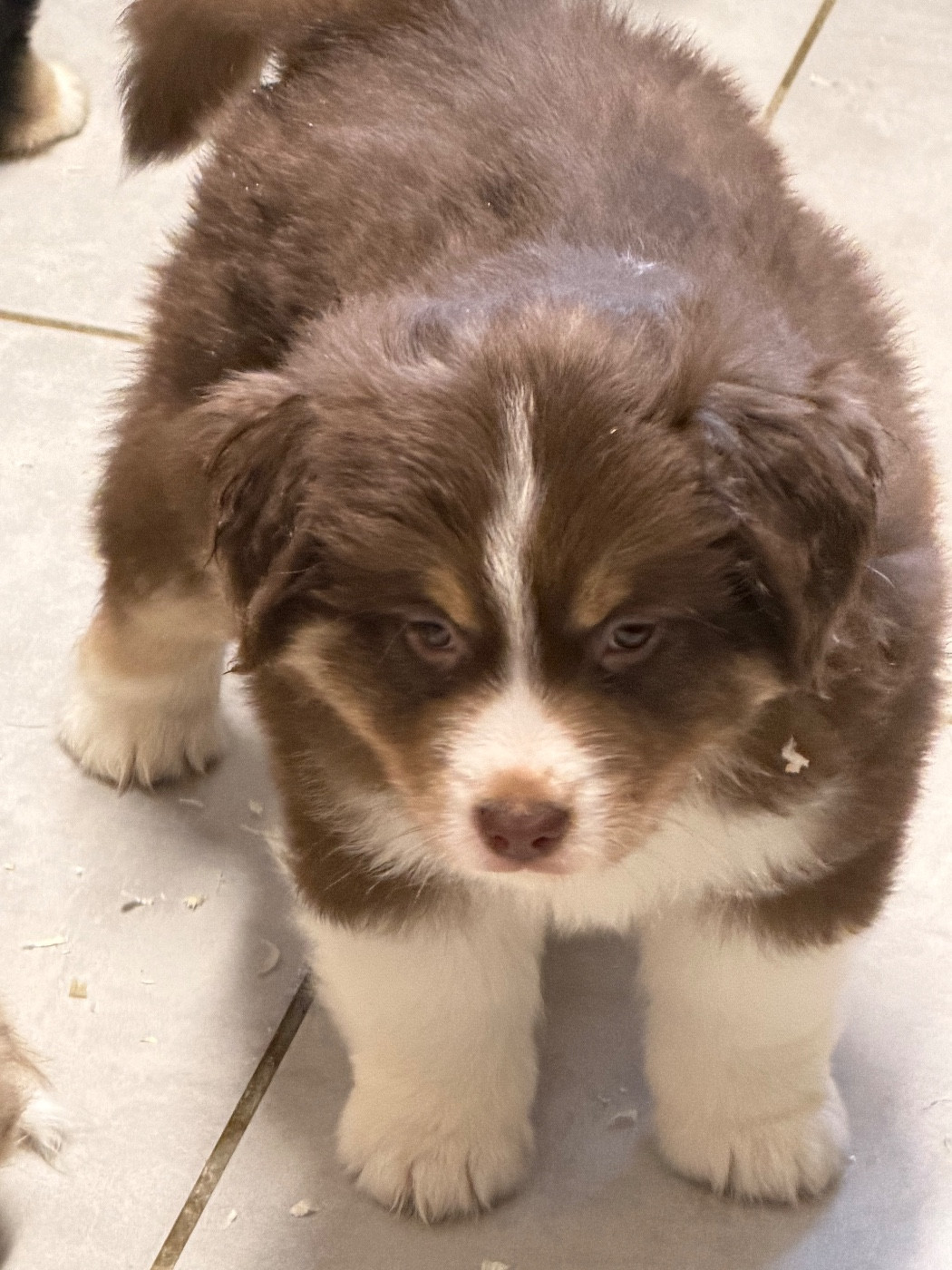 des Romarins de Mayerling - Chiots disponibles - Berger Américain Miniature 