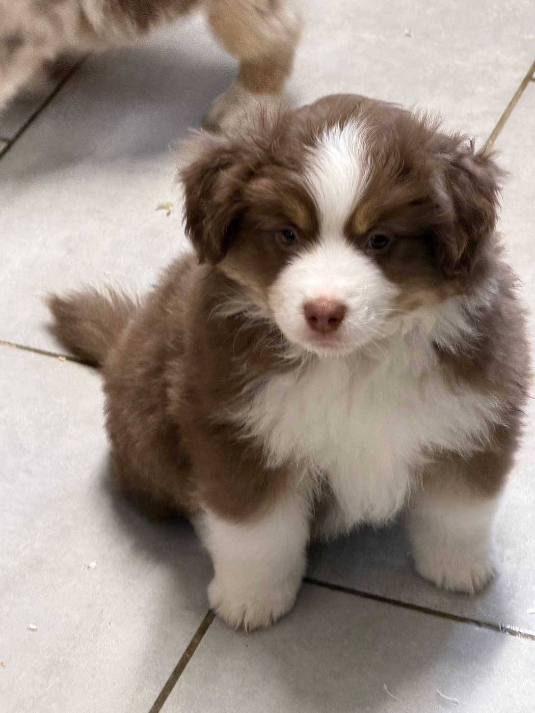 des Romarins de Mayerling - Chiots disponibles - Berger Américain Miniature 