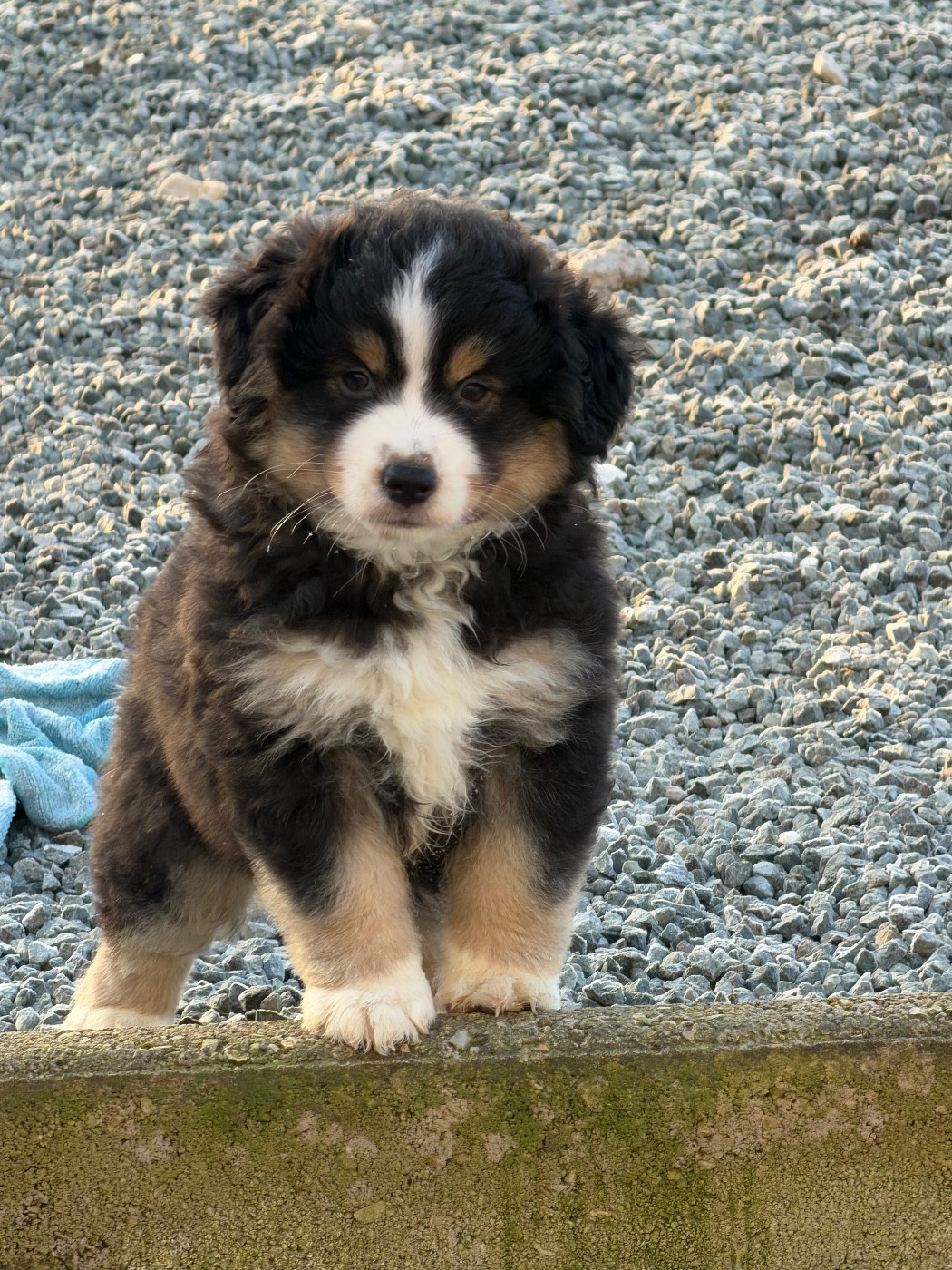 des Romarins de Mayerling - Chiots disponibles - Berger Américain Miniature 