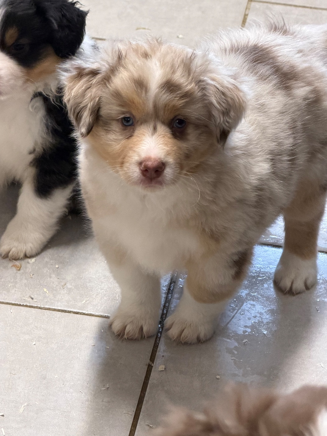 des Romarins de Mayerling - Chiots disponibles - Berger Américain Miniature 