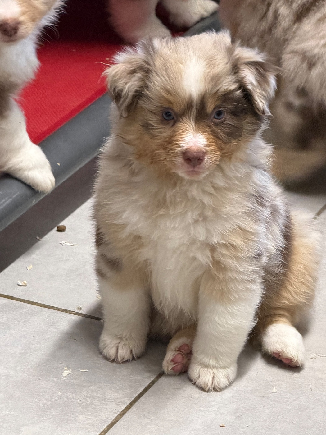 des Romarins de Mayerling - Chiots disponibles - Berger Américain Miniature 