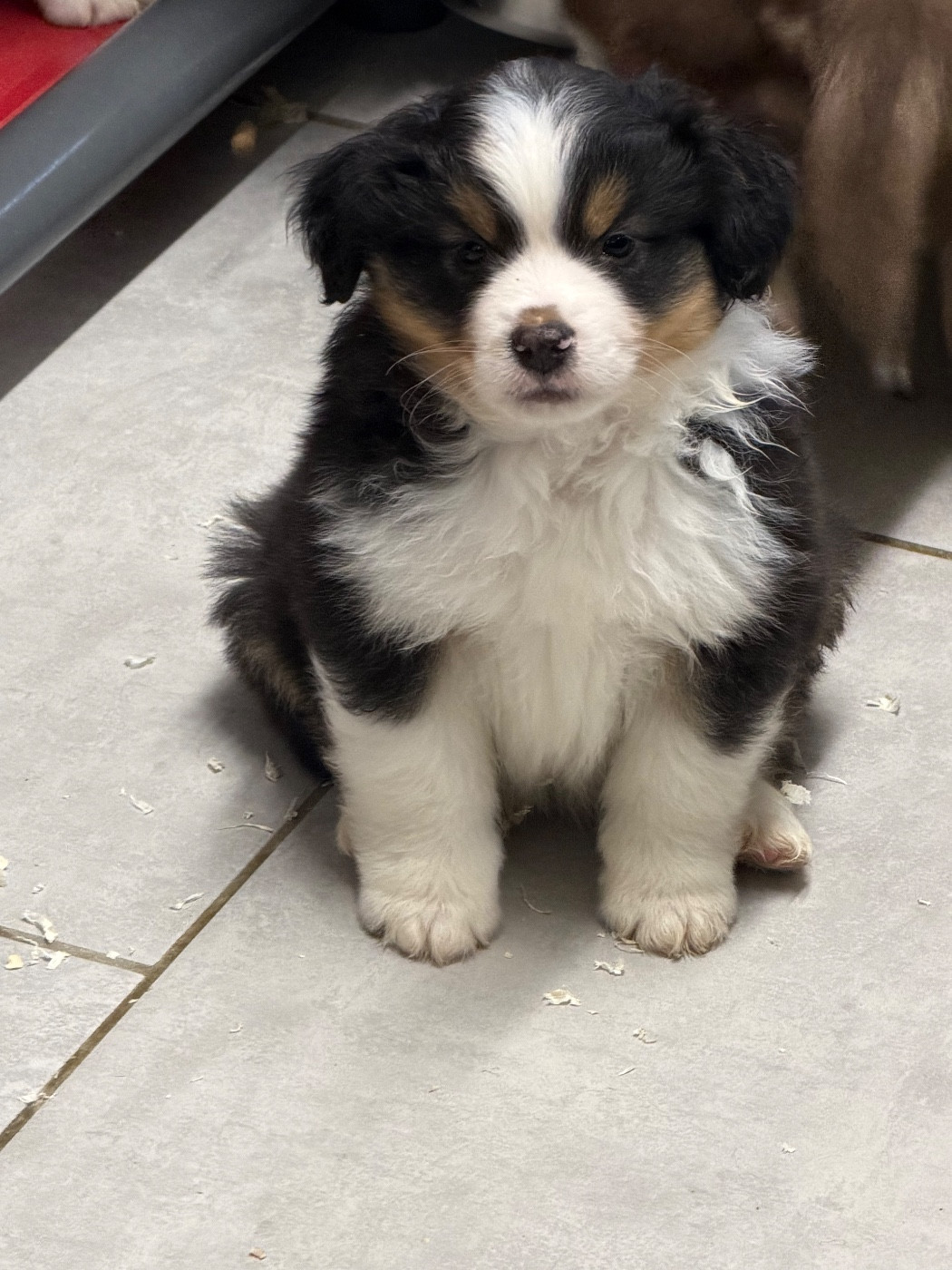 des Romarins de Mayerling - Chiots disponibles - Berger Américain Miniature 