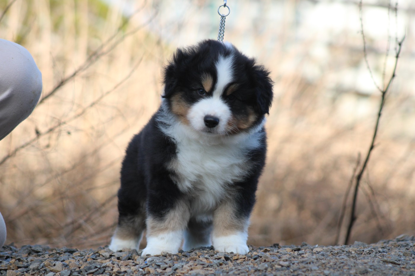 des Romarins de Mayerling - Chiots disponibles - Berger Américain Miniature 