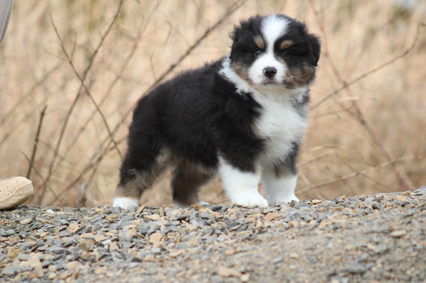 des Romarins de Mayerling - Chiots disponibles - Berger Américain Miniature 