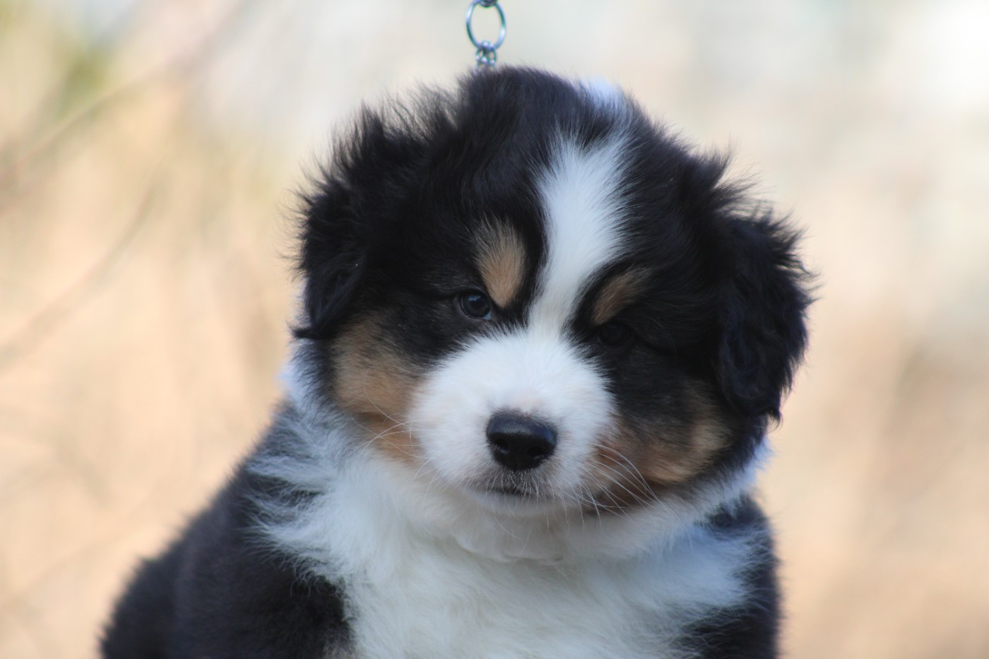 des Romarins de Mayerling - Berger Américain Miniature  - Portée née le 24/12/2025