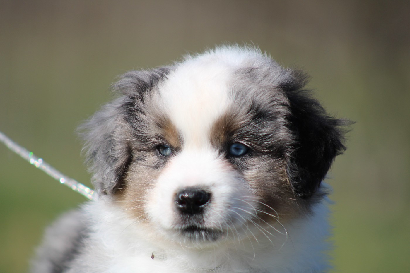 des Romarins de Mayerling - Chiots disponibles - Berger Américain Miniature 