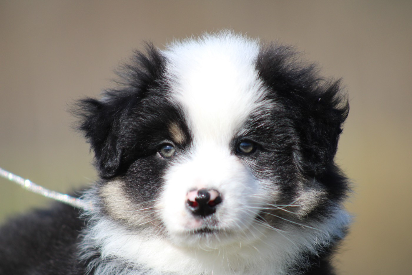 des Romarins de Mayerling - Chiots disponibles - Berger Américain Miniature 