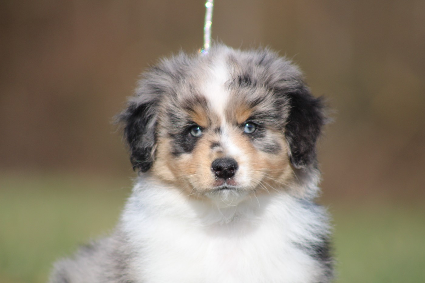 des Romarins de Mayerling - Chiots disponibles - Berger Américain Miniature 