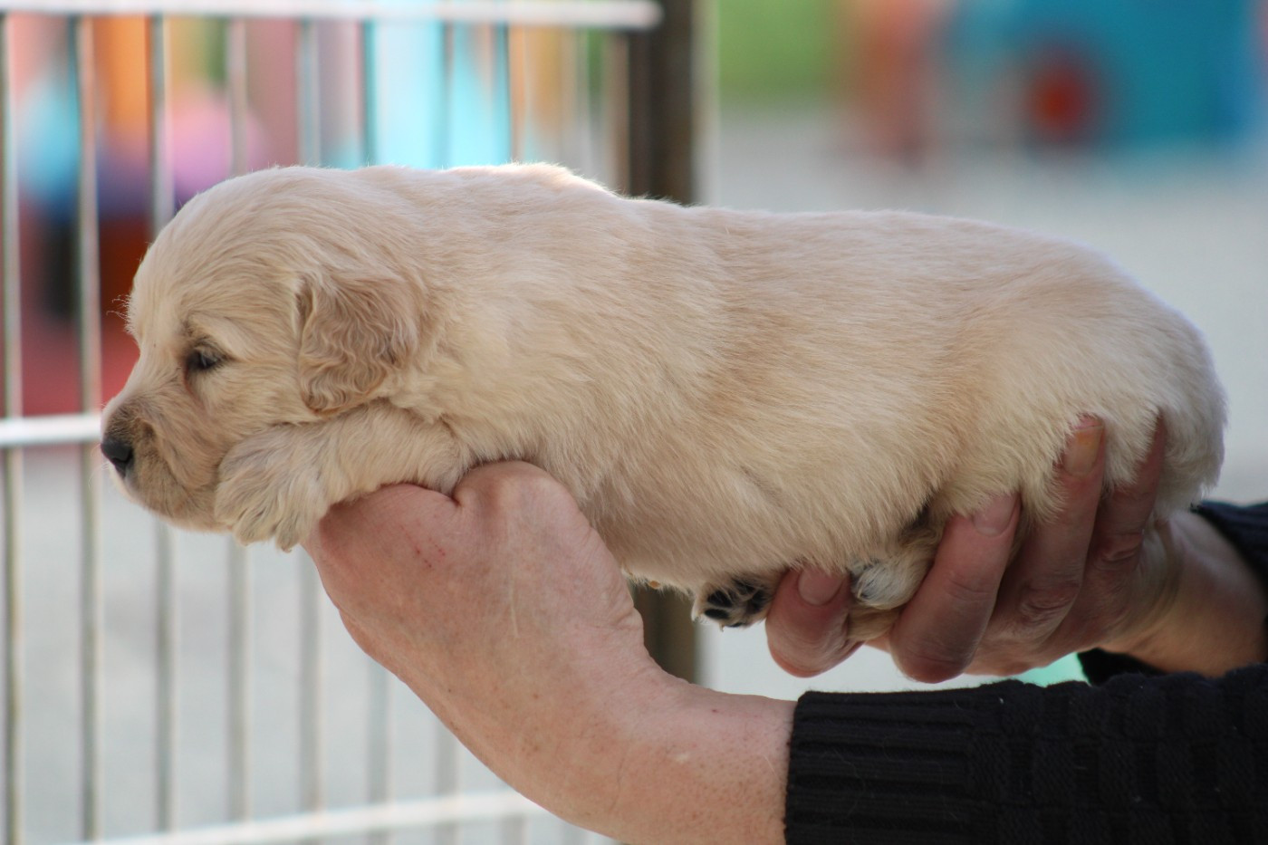 des Romarins de Mayerling - Chiots disponibles - Golden Retriever