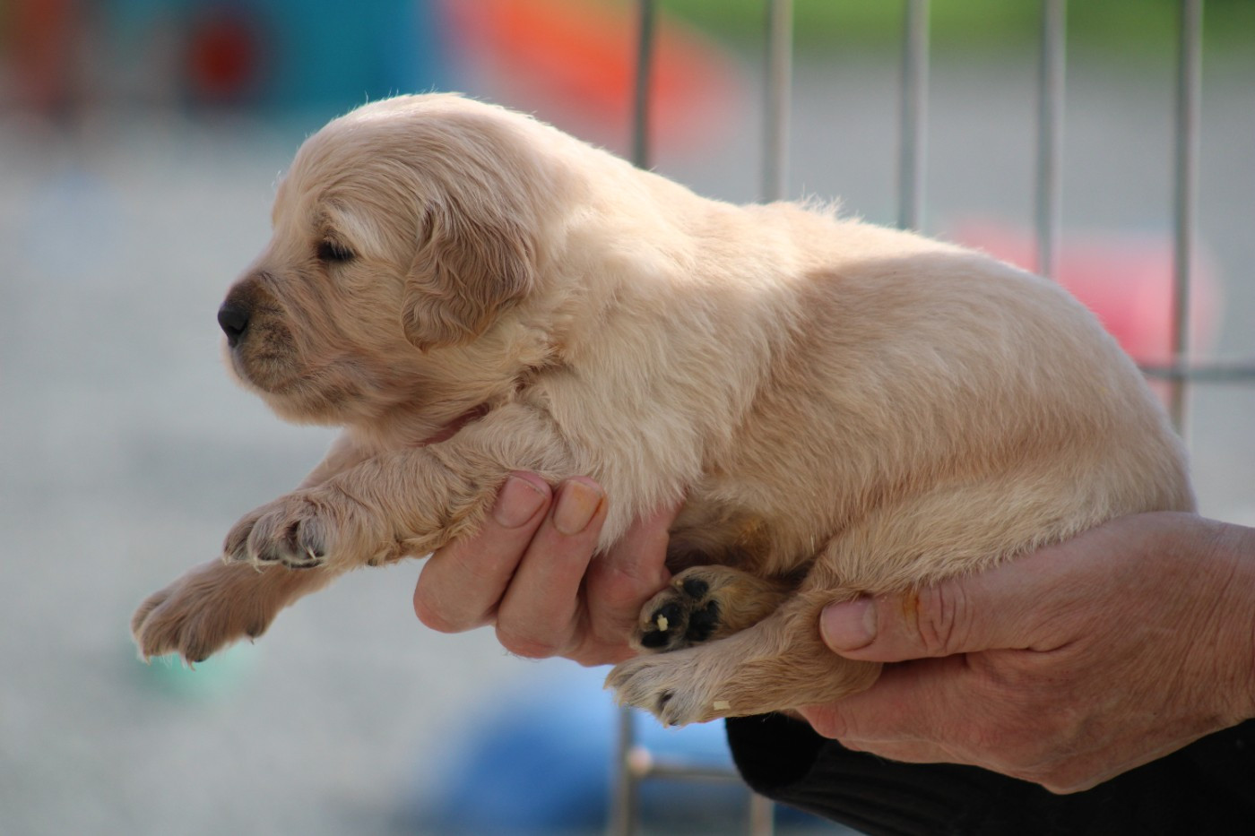 des Romarins de Mayerling - Chiots disponibles - Golden Retriever