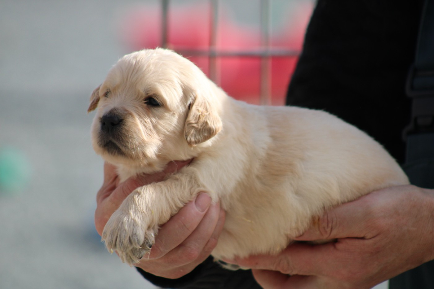 des Romarins de Mayerling - Chiots disponibles - Golden Retriever