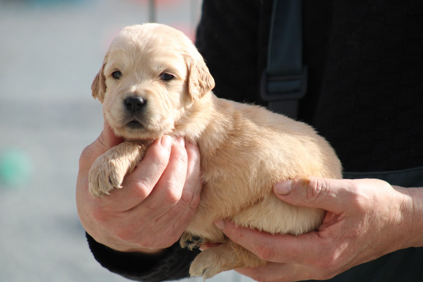 des Romarins de Mayerling - Chiots disponibles - Golden Retriever