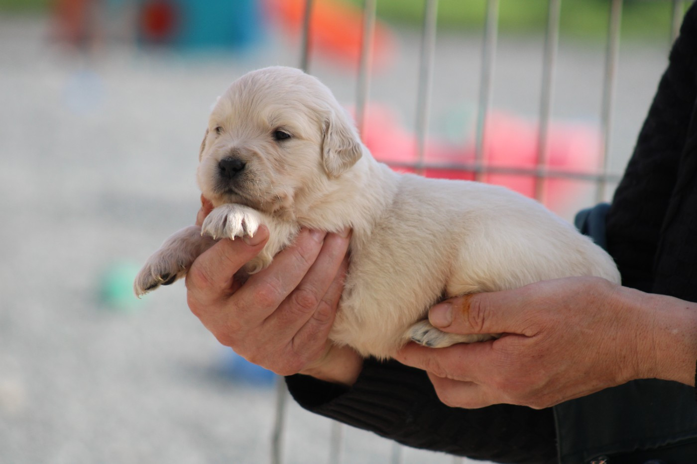 des Romarins de Mayerling - Chiots disponibles - Golden Retriever