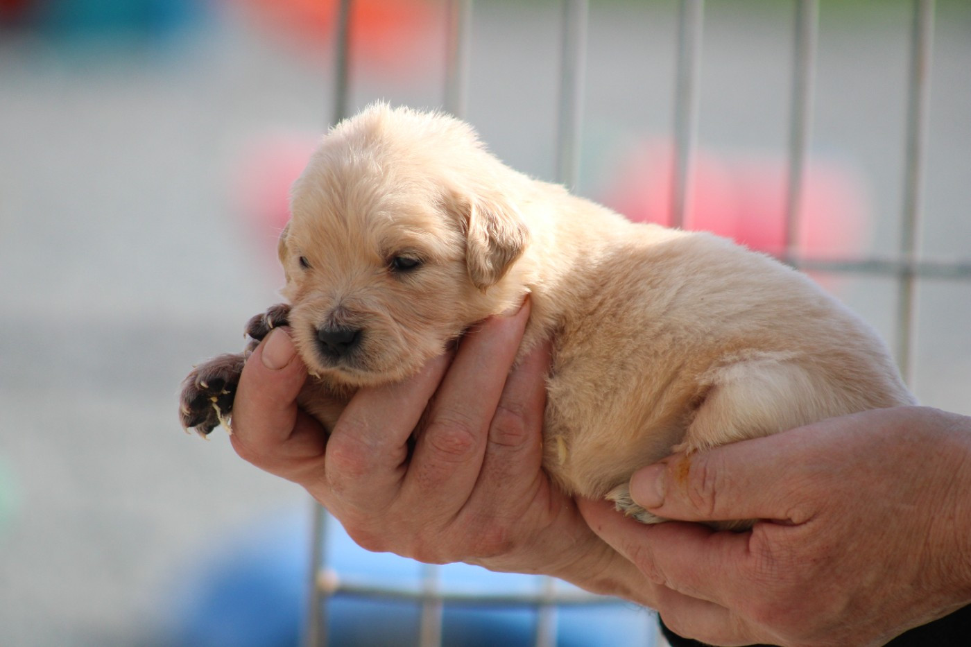 des Romarins de Mayerling - Chiots disponibles - Golden Retriever