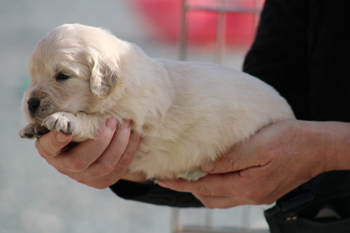 des Romarins de Mayerling - Chiots disponibles - Golden Retriever
