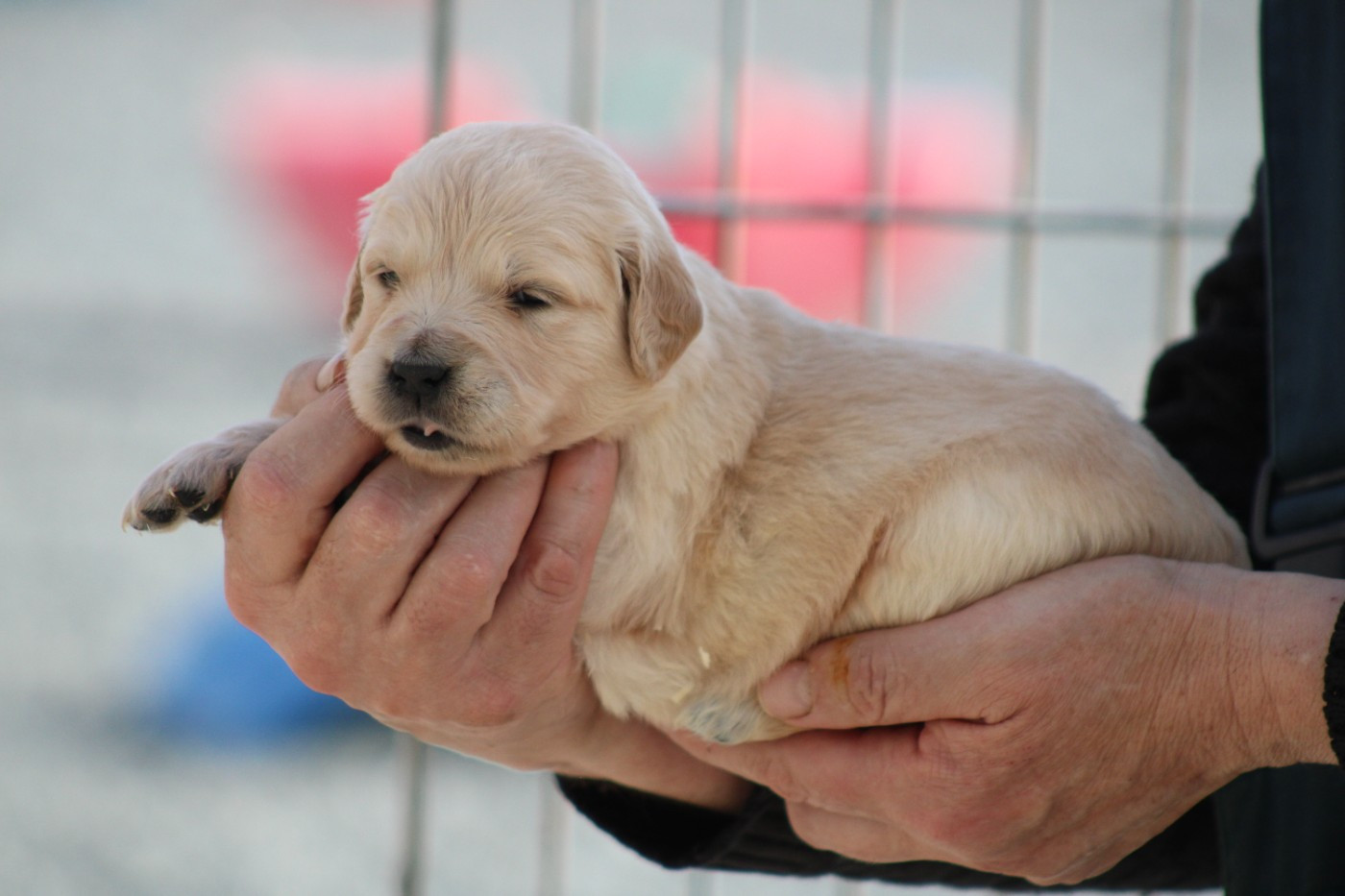 des Romarins de Mayerling - Chiots disponibles - Golden Retriever