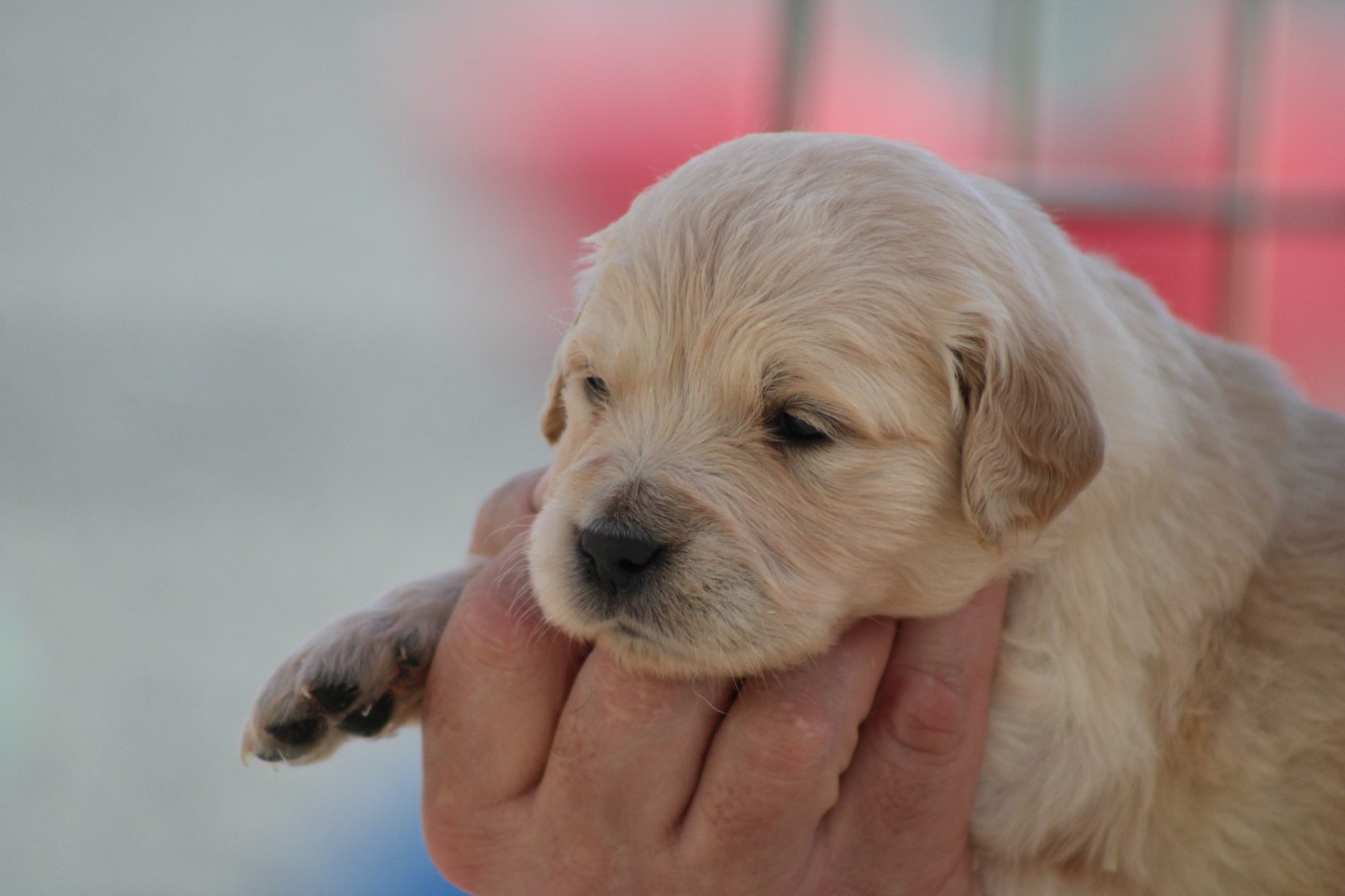 Chiot Golden Retriever des Romarins de Mayerling