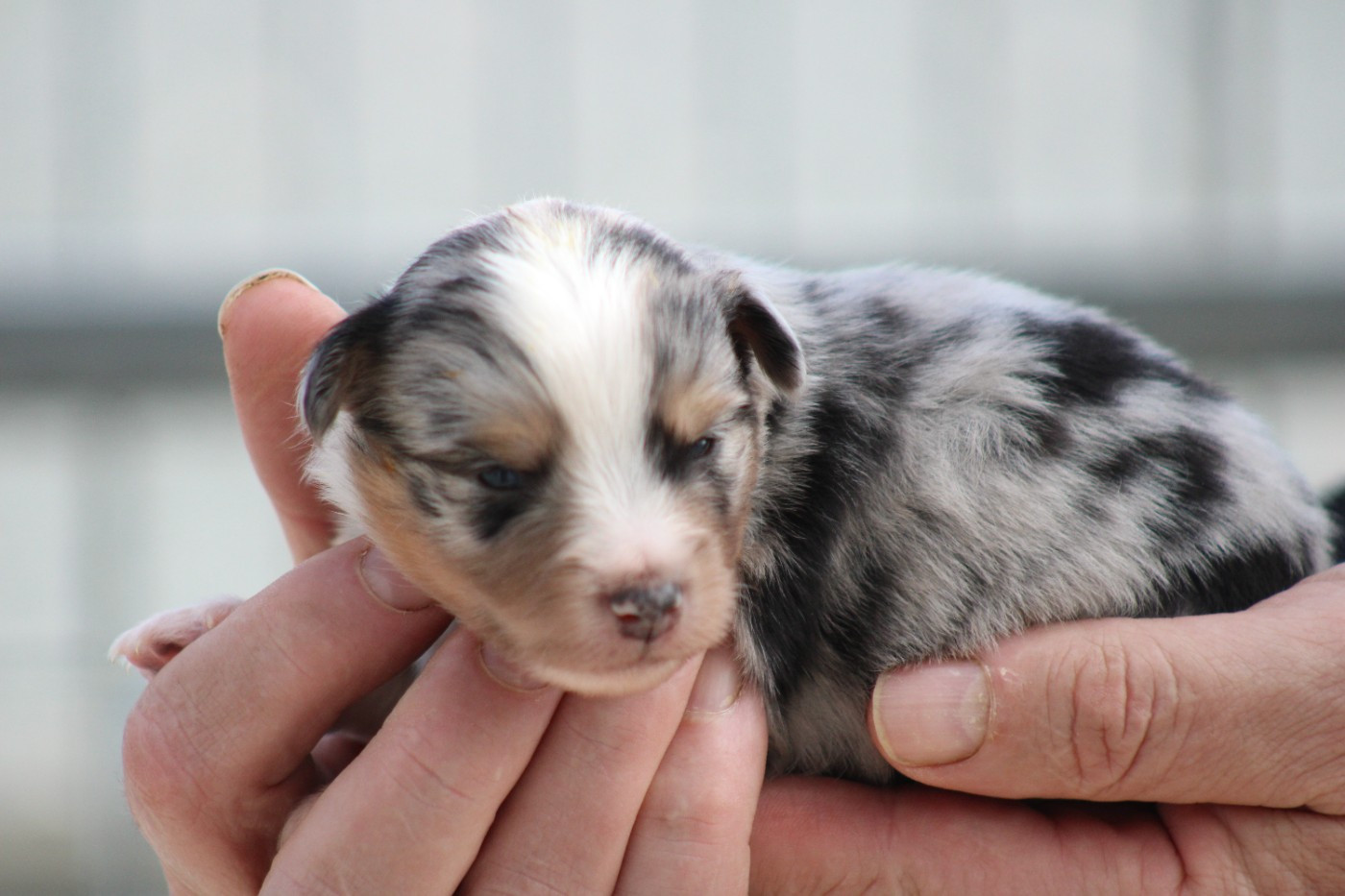 des Romarins de Mayerling - Chiots disponibles - Berger Américain Miniature 