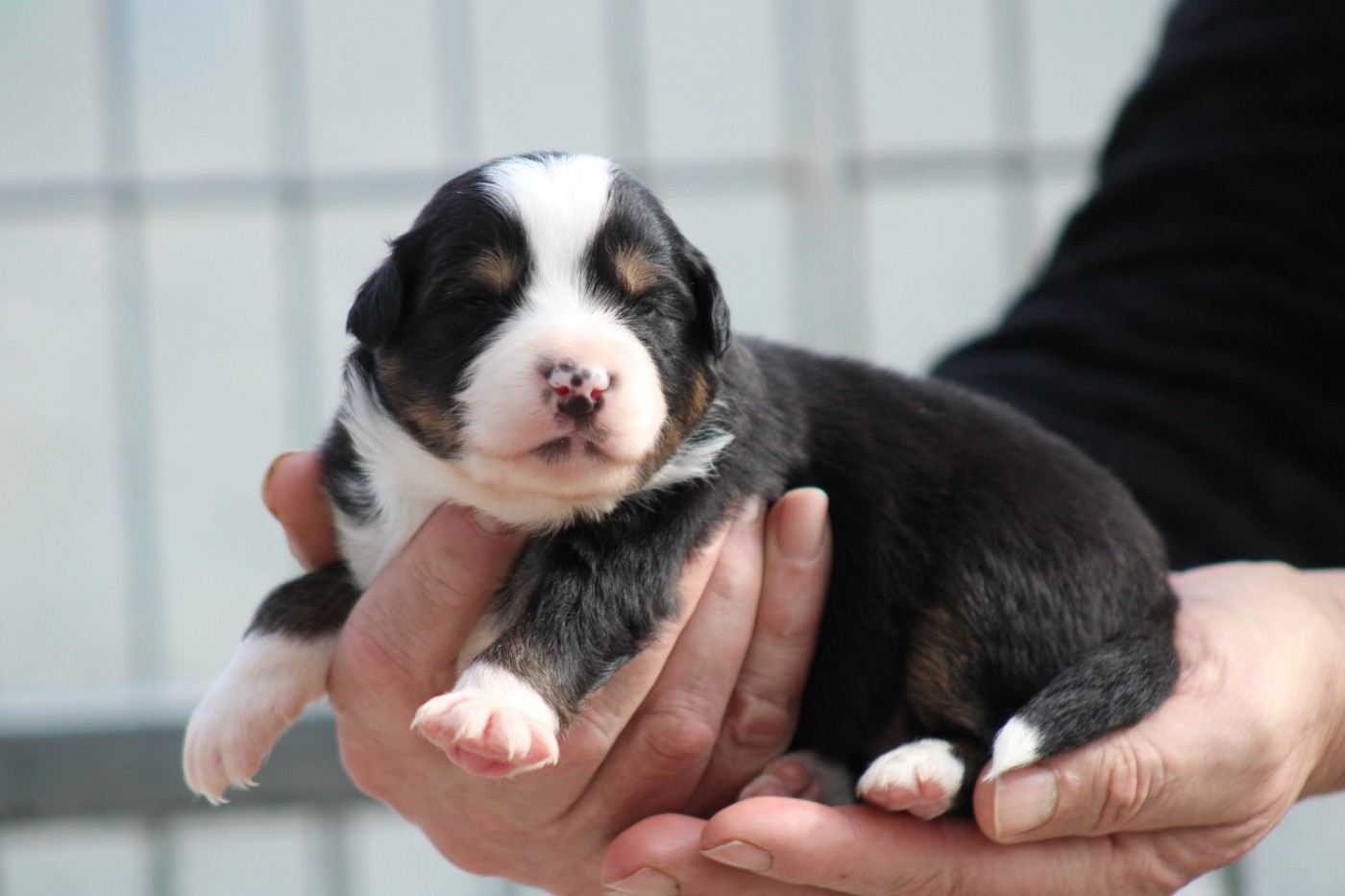 des Romarins de Mayerling - Chiots disponibles - Berger Américain Miniature 