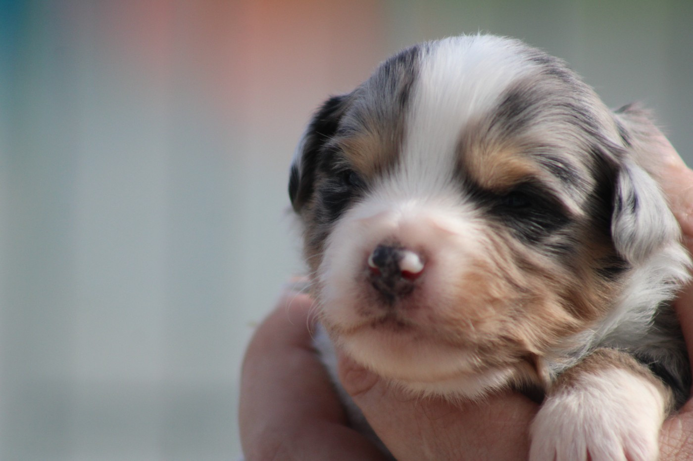 des Romarins de Mayerling - Chiots disponibles - Berger Américain Miniature 