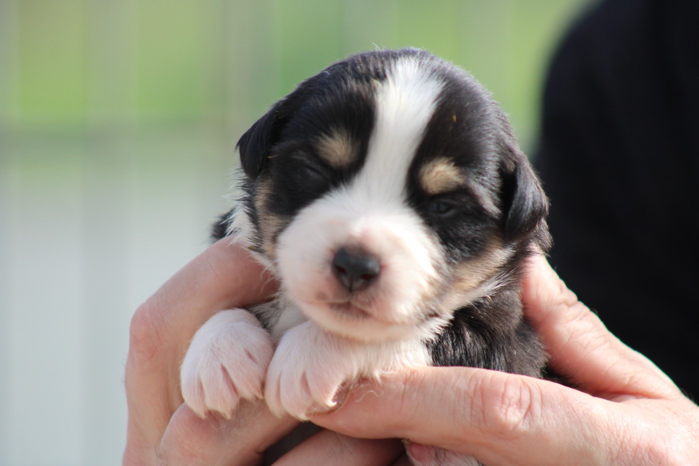 des Romarins de Mayerling - Chiots disponibles - Berger Américain Miniature 