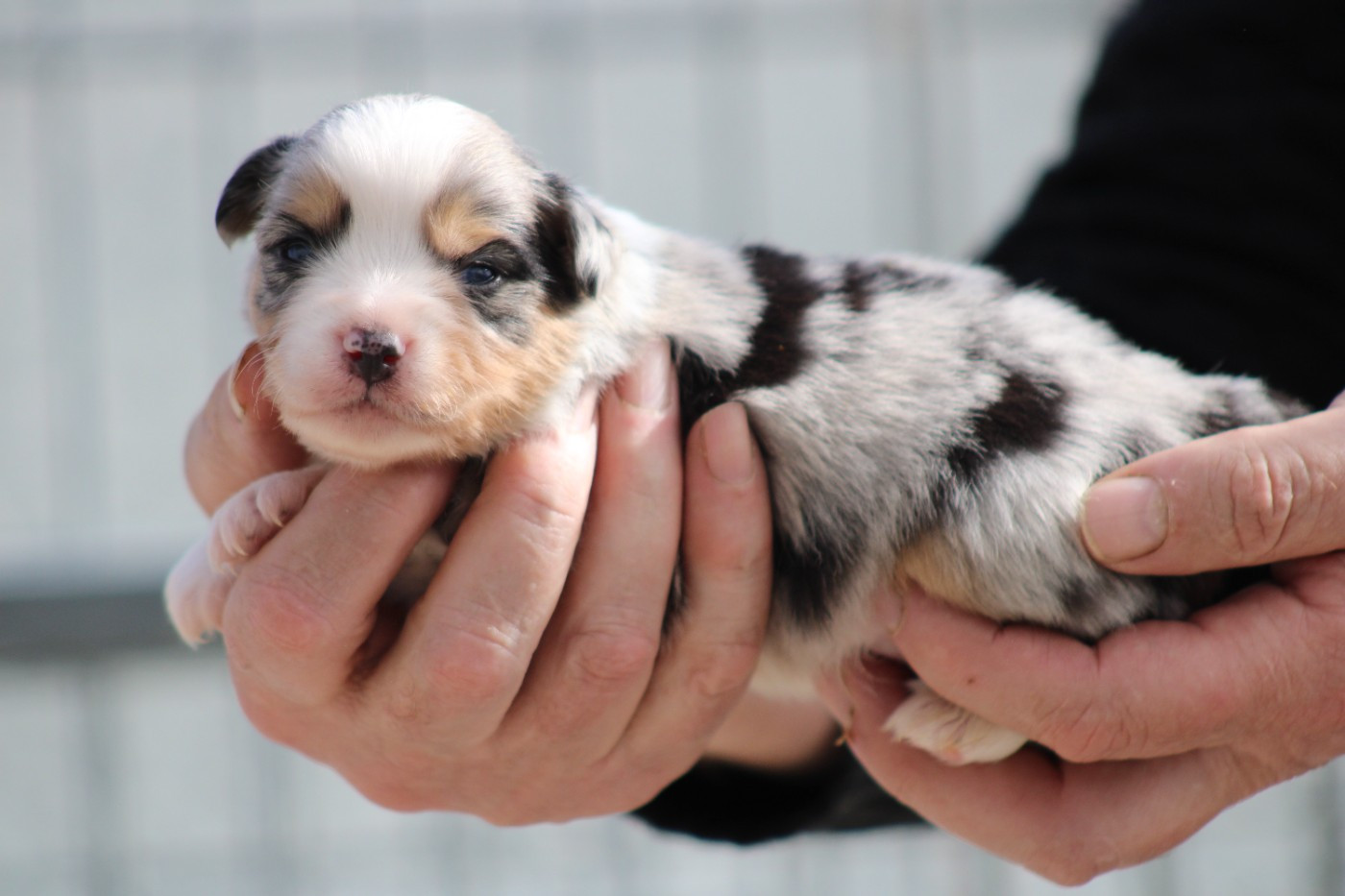 des Romarins de Mayerling - Chiots disponibles - Berger Américain Miniature 