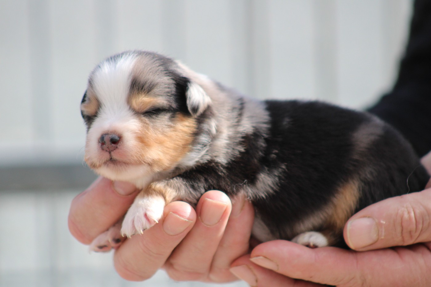 des Romarins de Mayerling - Chiots disponibles - Berger Américain Miniature 