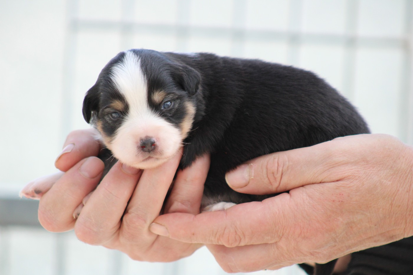des Romarins de Mayerling - Chiots disponibles - Berger Américain Miniature 