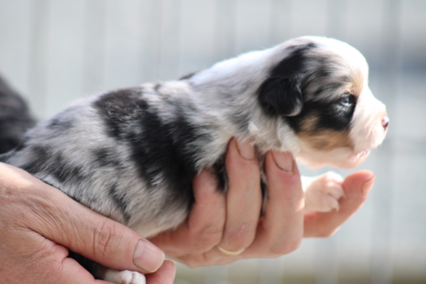 des Romarins de Mayerling - Chiots disponibles - Berger Américain Miniature 