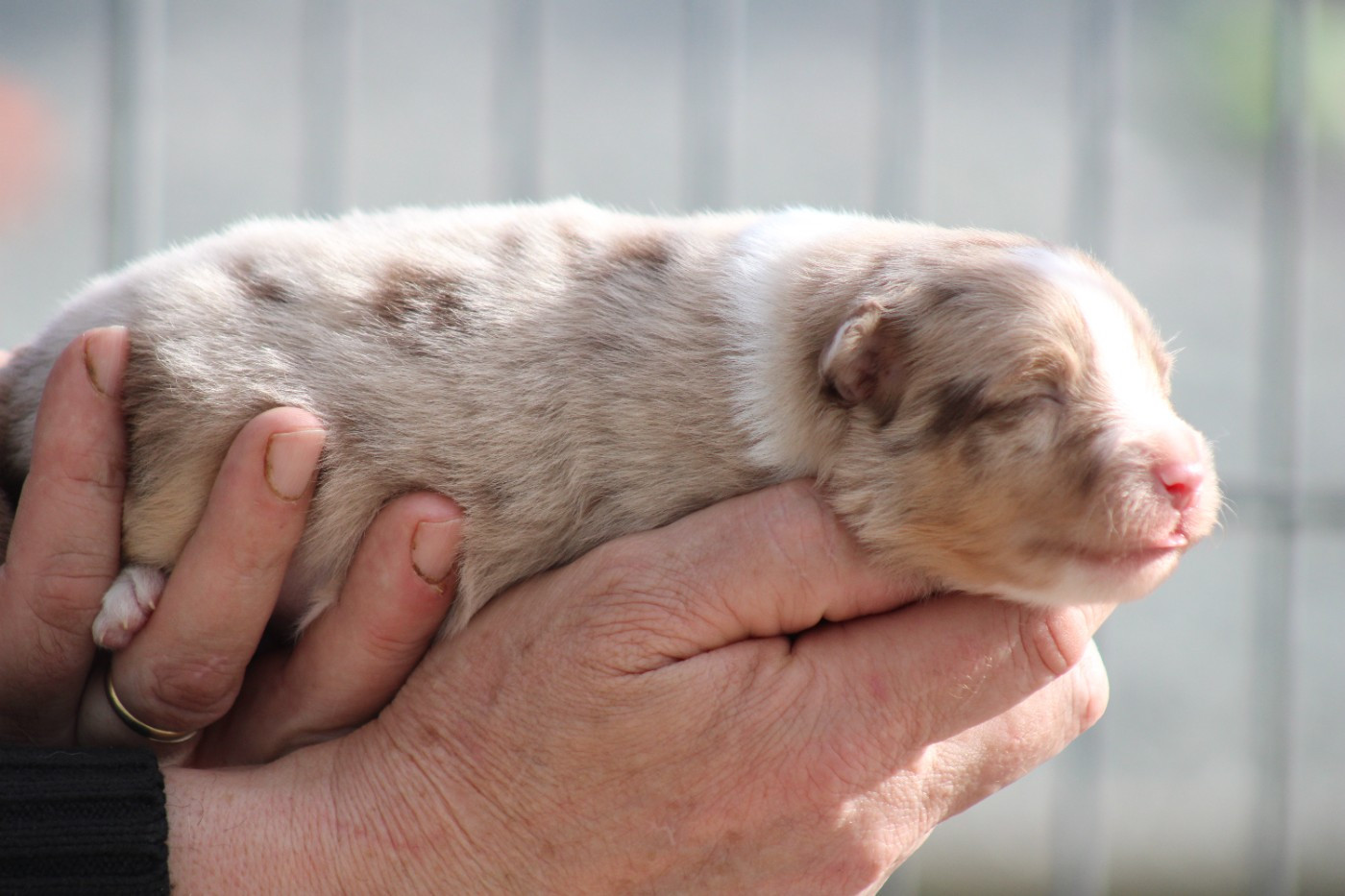 des Romarins de Mayerling - Chiots disponibles - Berger Américain Miniature 