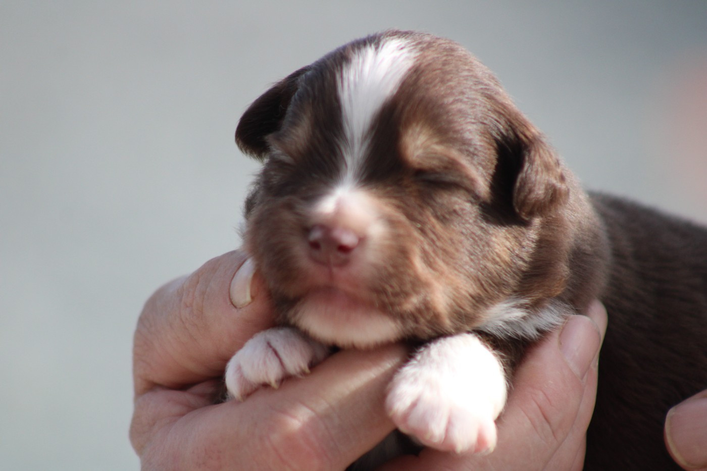 des Romarins de Mayerling - Chiots disponibles - Berger Américain Miniature 