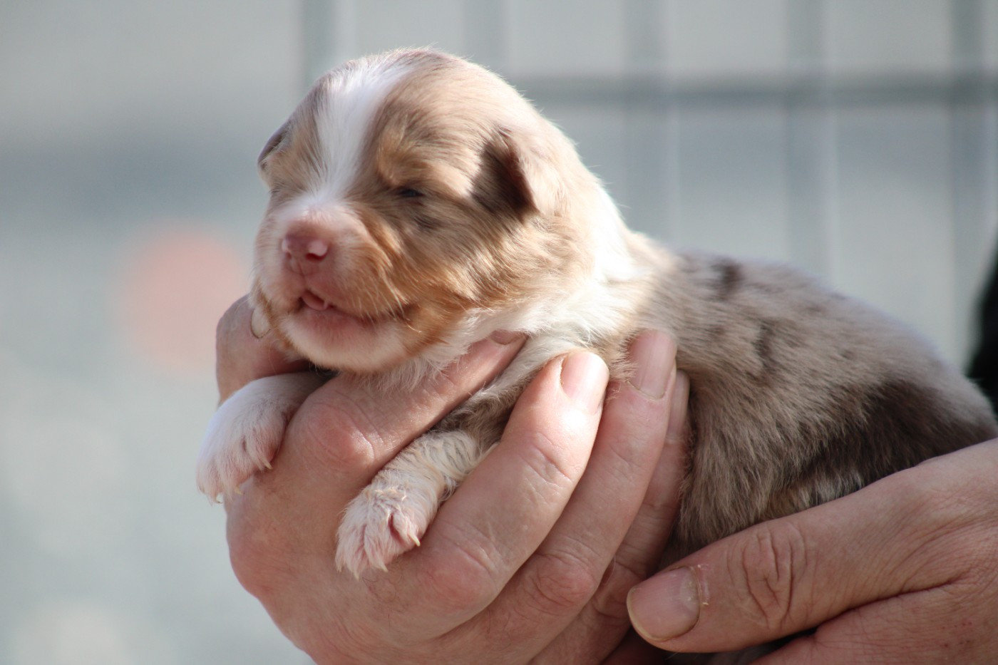 des Romarins de Mayerling - Chiots disponibles - Berger Américain Miniature 