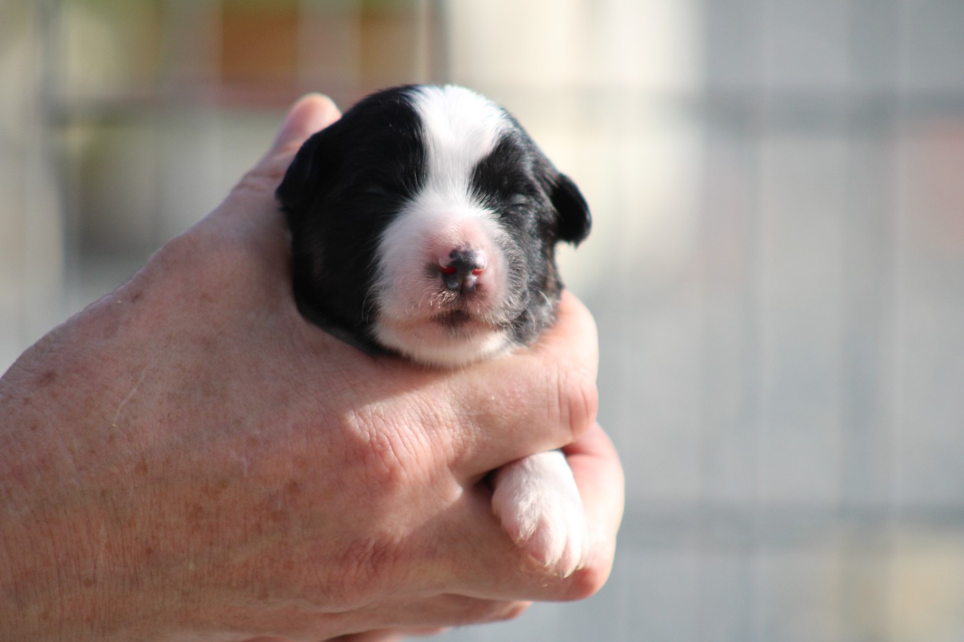 des Romarins de Mayerling - Chiots disponibles - Berger Américain Miniature 