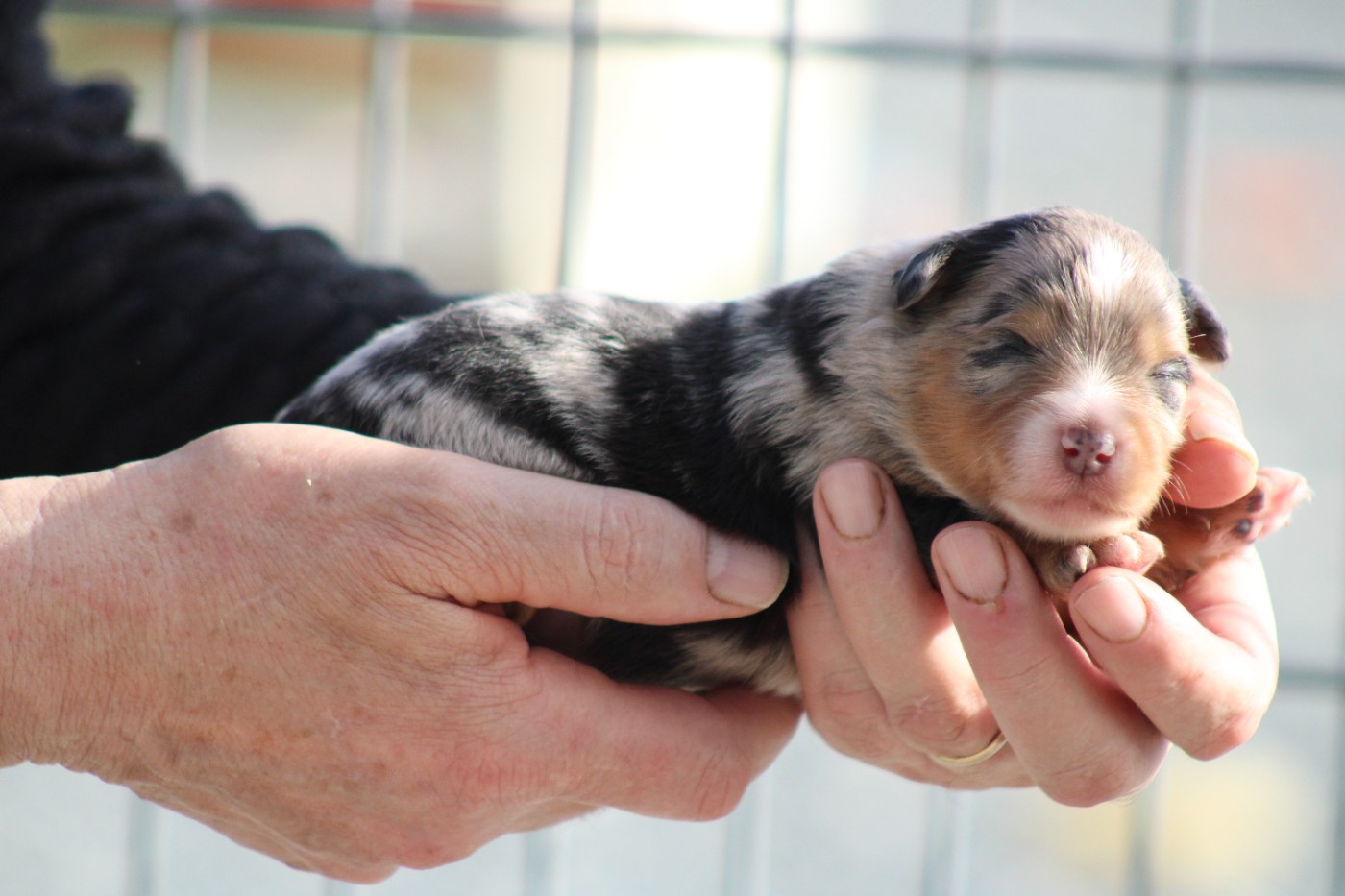 des Romarins de Mayerling - Chiots disponibles - Berger Américain Miniature 