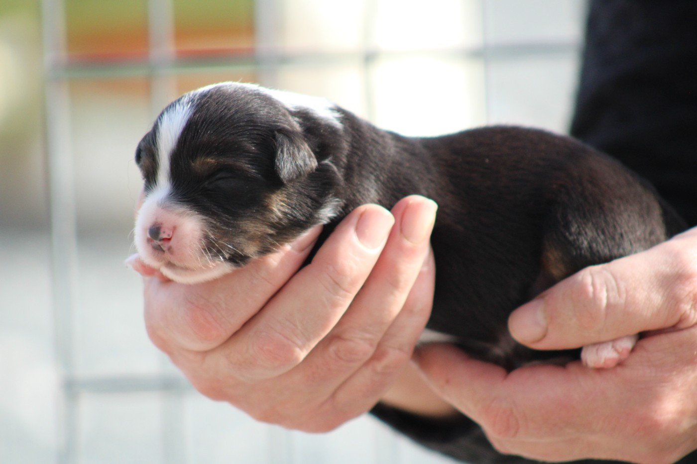 des Romarins de Mayerling - Chiots disponibles - Berger Américain Miniature 