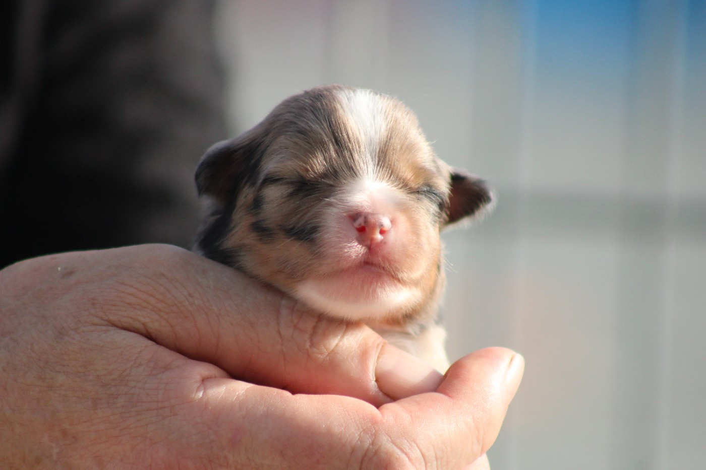 des Romarins de Mayerling - Chiots disponibles - Berger Américain Miniature 