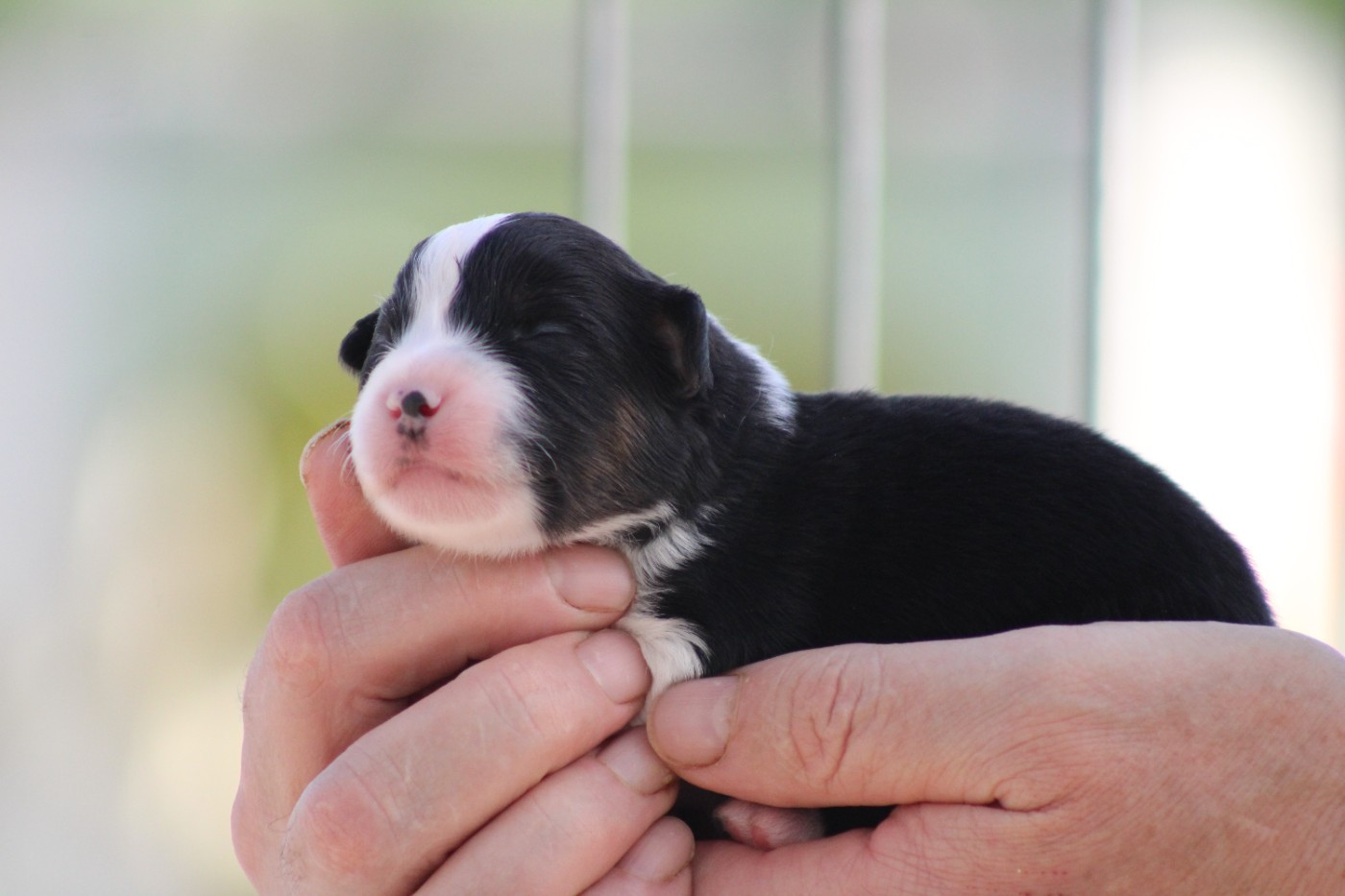 des Romarins de Mayerling - Chiots disponibles - Berger Américain Miniature 