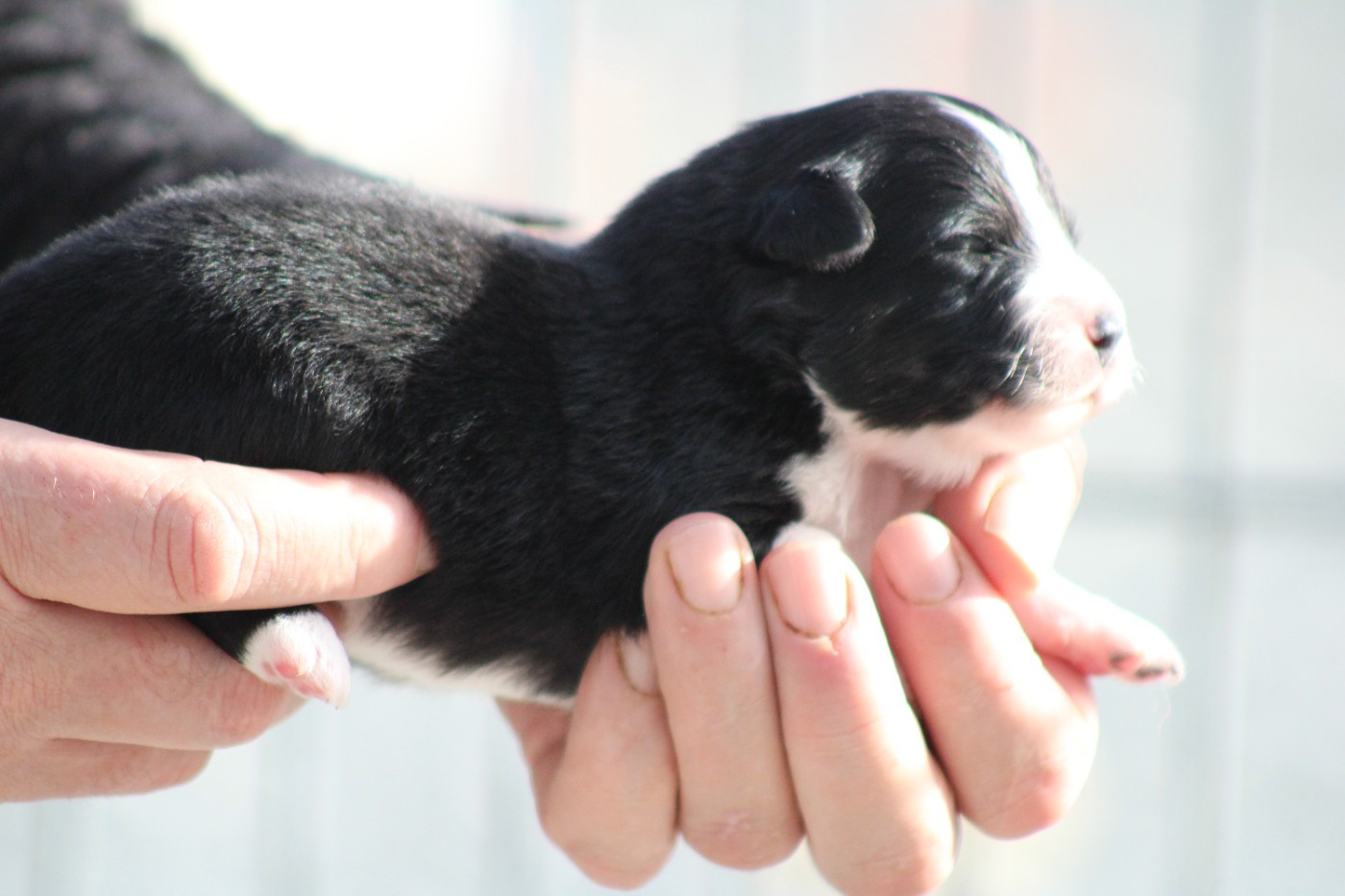 des Romarins de Mayerling - Chiots disponibles - Berger Américain Miniature 