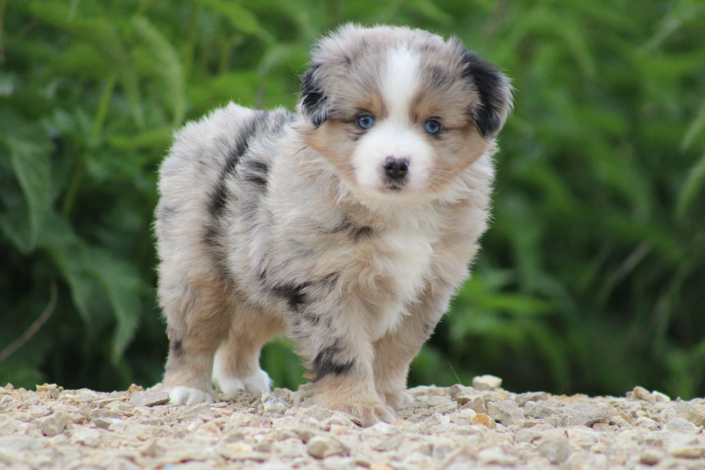 des Romarins de Mayerling - Chiots disponibles - Berger Américain Miniature 