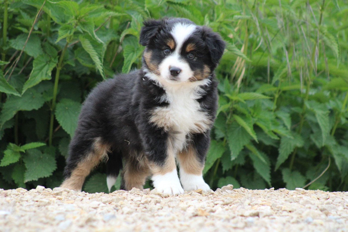 des Romarins de Mayerling - Chiots disponibles - Berger Américain Miniature 