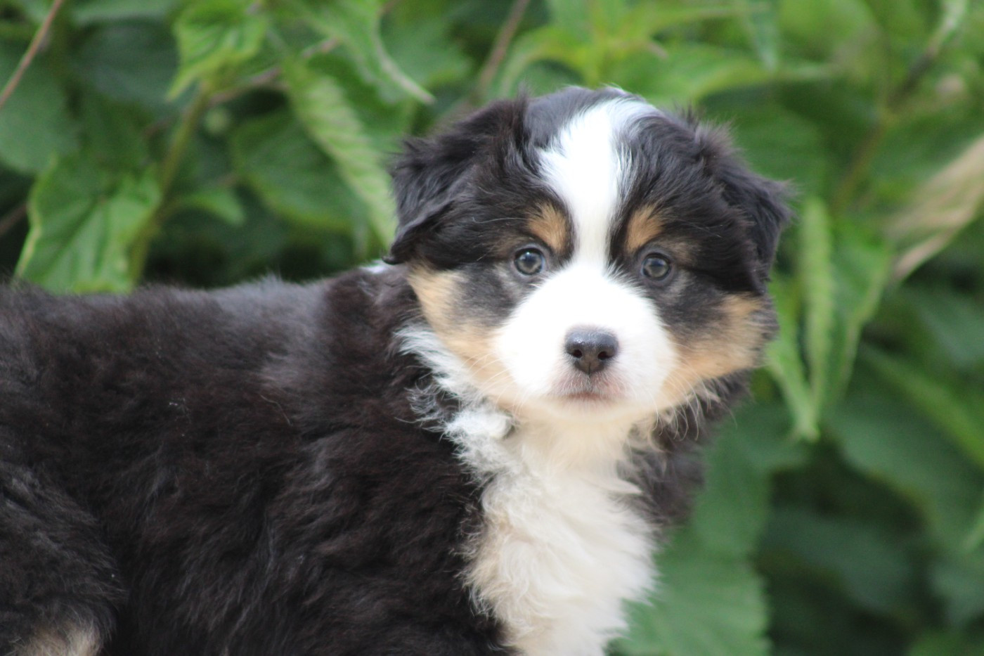 des Romarins de Mayerling - Chiots disponibles - Berger Américain Miniature 