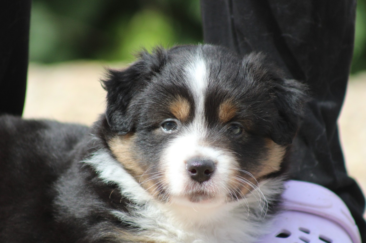 des Romarins de Mayerling - Chiots disponibles - Berger Américain Miniature 