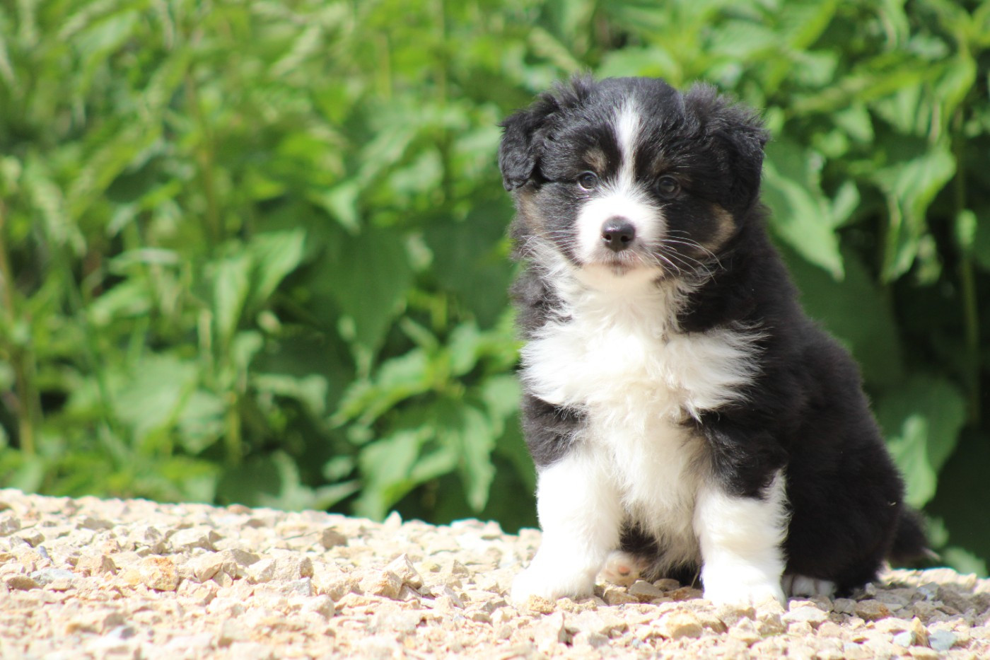 des Romarins de Mayerling - Chiots disponibles - Berger Américain Miniature 