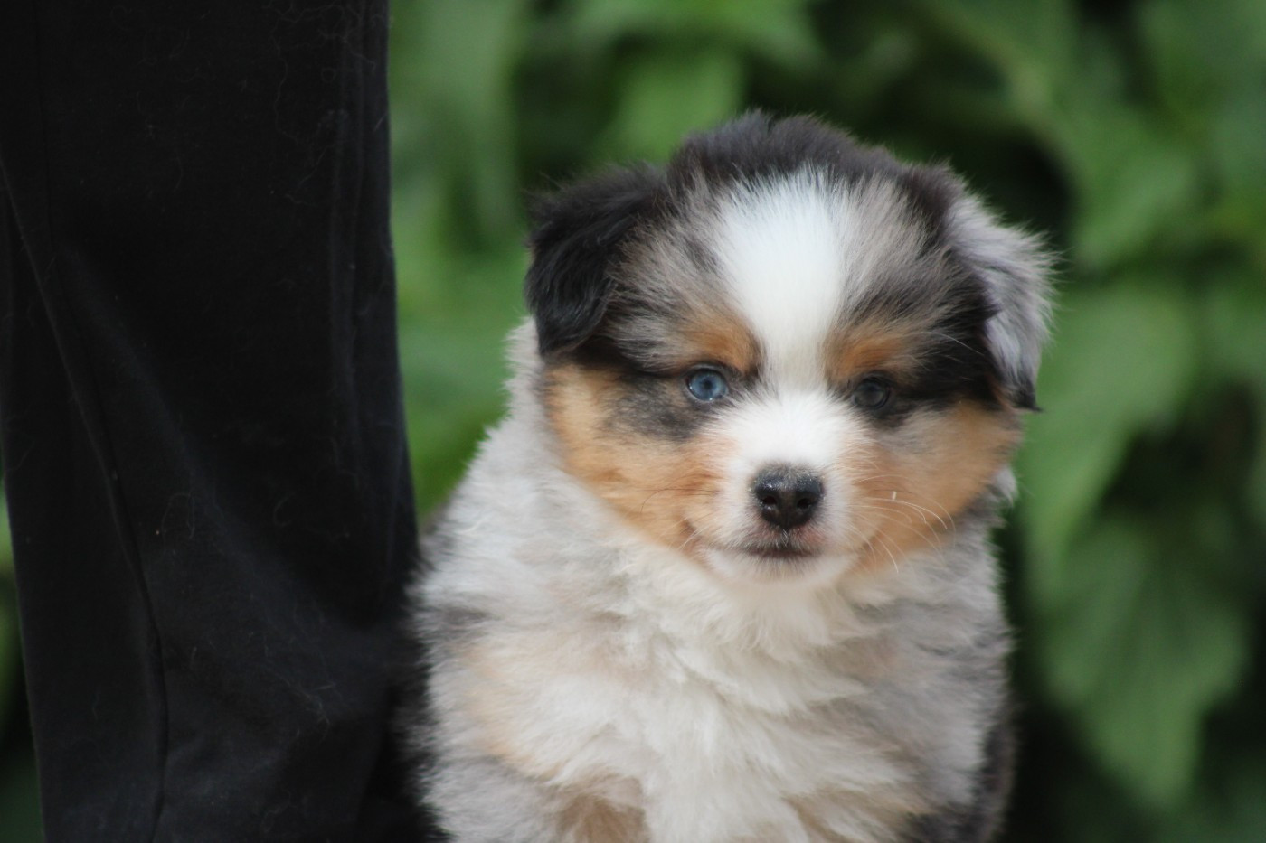 des Romarins de Mayerling - Chiots disponibles - Berger Américain Miniature 