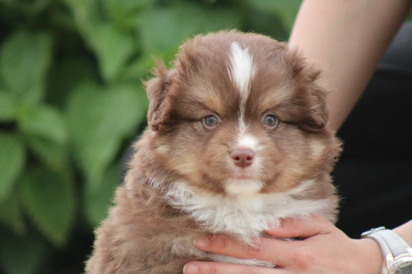 des Romarins de Mayerling - Chiots disponibles - Berger Américain Miniature 