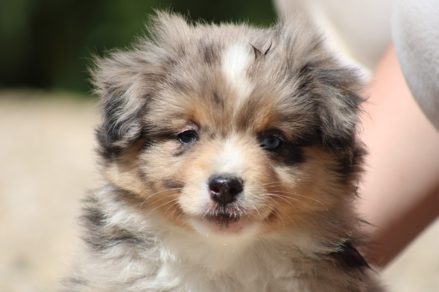 des Romarins de Mayerling - Chiots disponibles - Berger Américain Miniature 