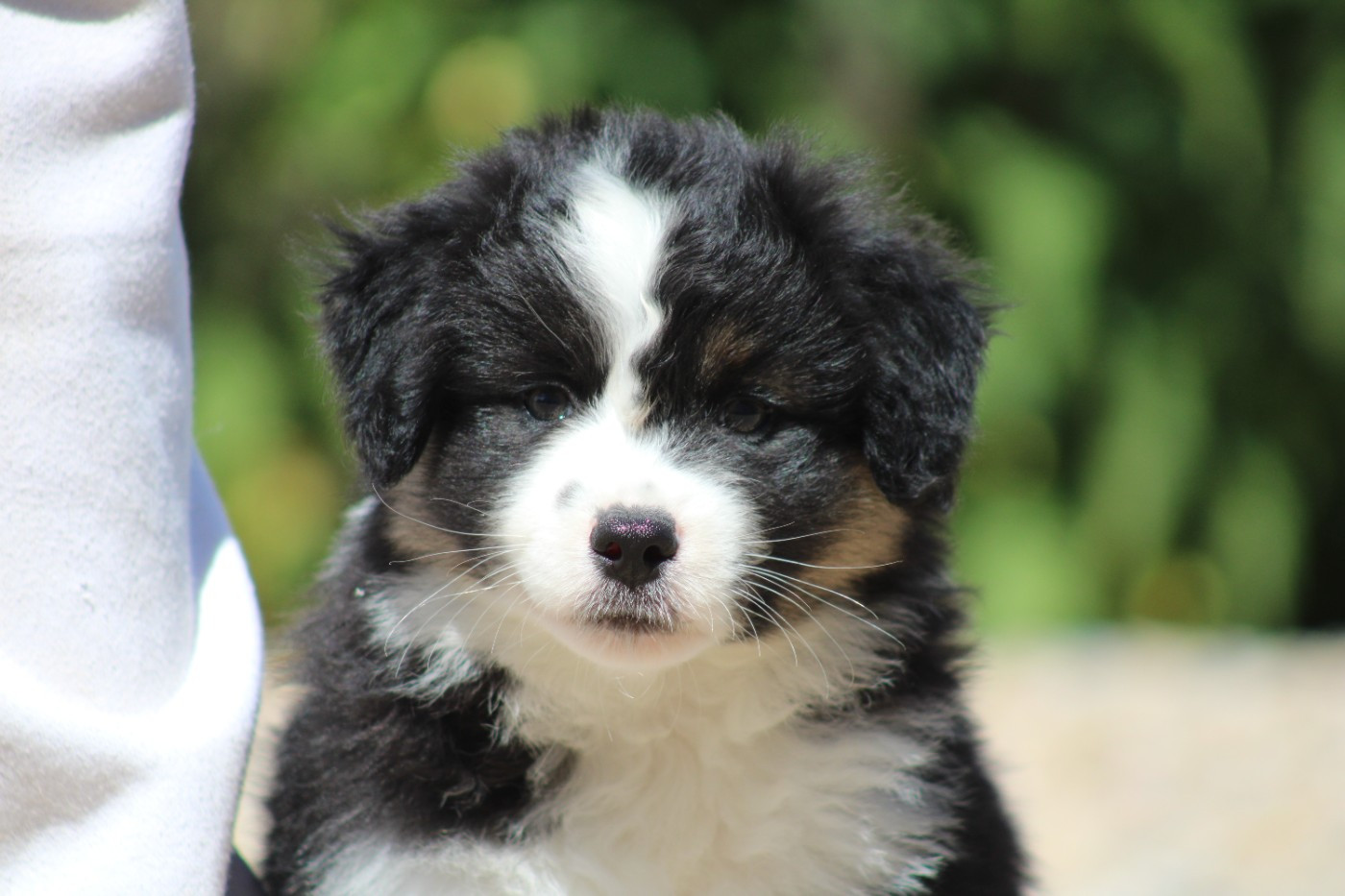 des Romarins de Mayerling - Chiots disponibles - Berger Américain Miniature 