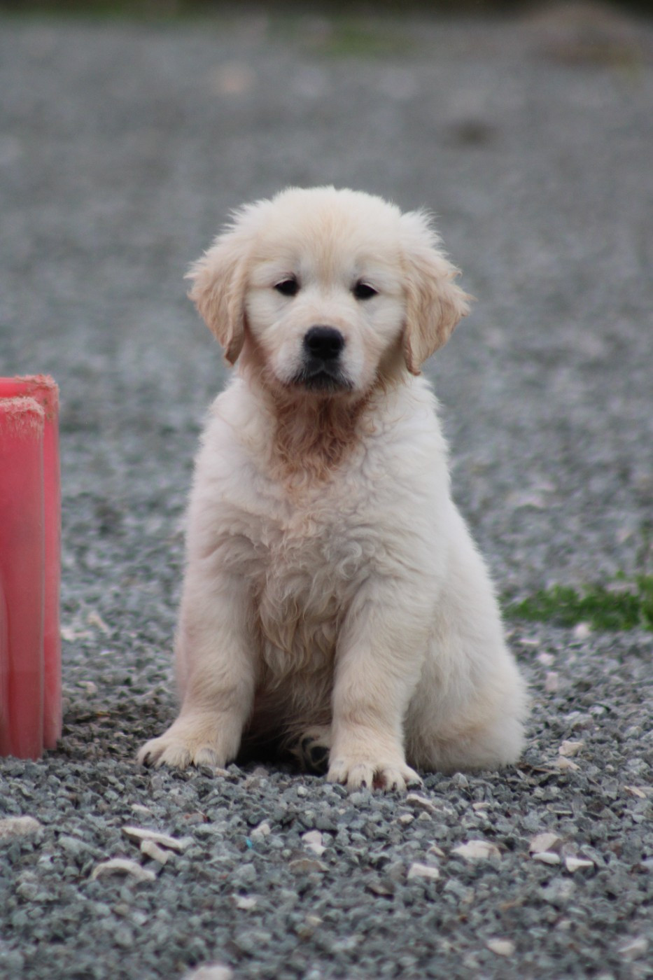 des Romarins de Mayerling - Chiots disponibles - Golden Retriever