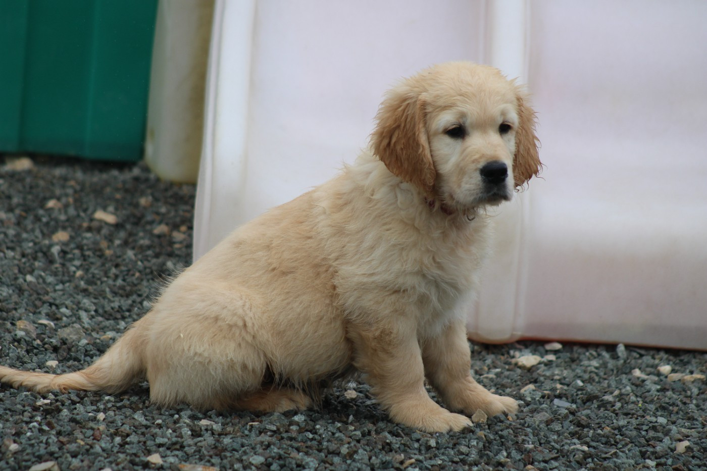 des Romarins de Mayerling - Chiots disponibles - Golden Retriever