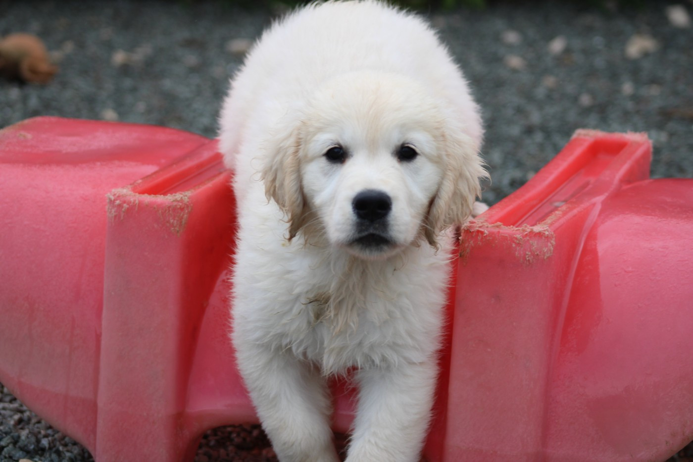 des Romarins de Mayerling - Chiots disponibles - Golden Retriever